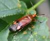 Deraeocoris olivaceus